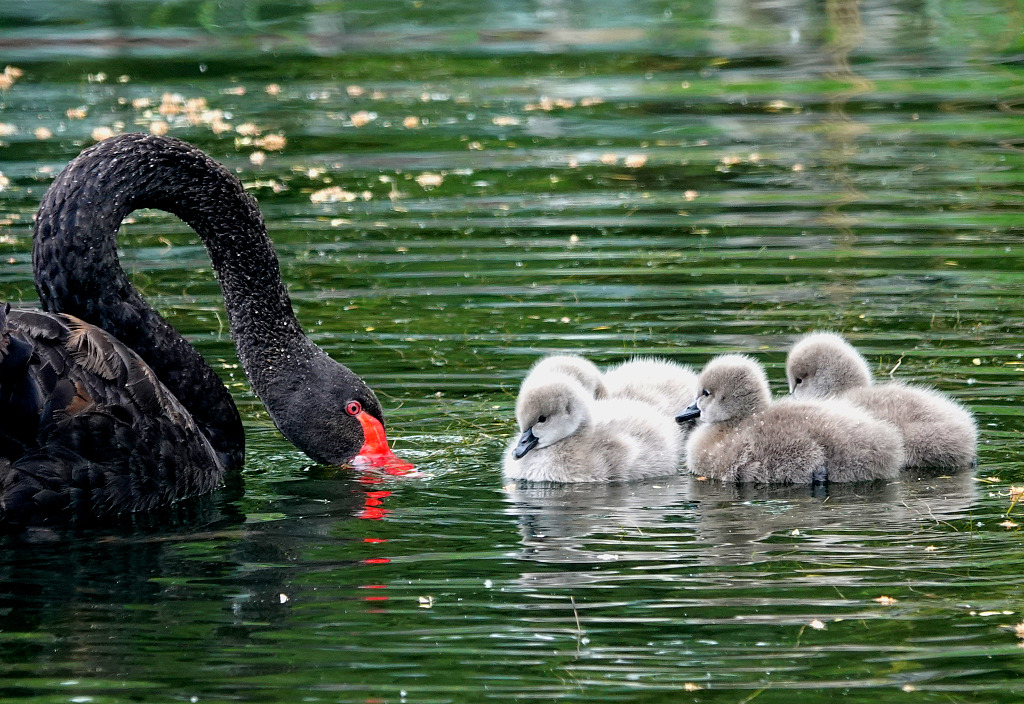 Four little black baby swans follow their parents into the water for the first time, to swim and search for food, displaying their cuteness to the fullest at the Old Summer Palace in Beijing, on May 5, 2023. /CFP