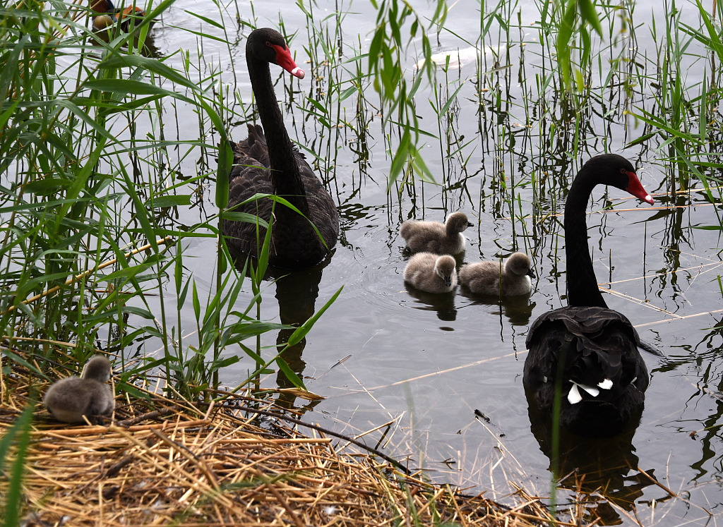 Little black baby swans follow their parents into the water for the first time, to swim and search for food, displaying their cuteness to the fullest at the Old Summer Palace in Beijing, on May 5, 2023. /CFP