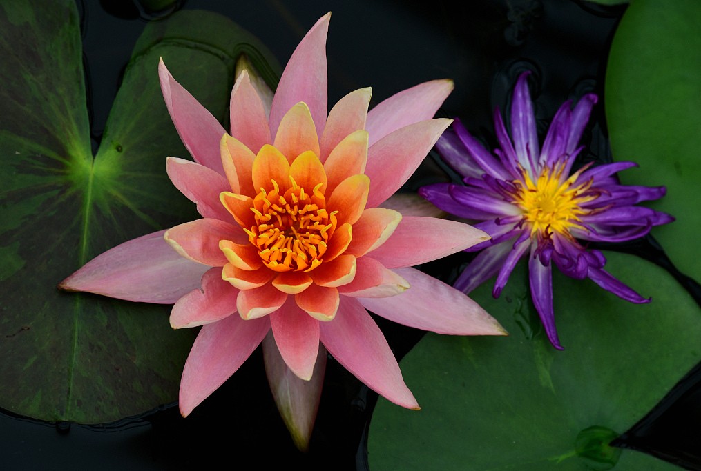 Colorful water lily flowers are in full bloom in Jinhua, east China's Zhejiang Province, on May 5, 2023. /CFP