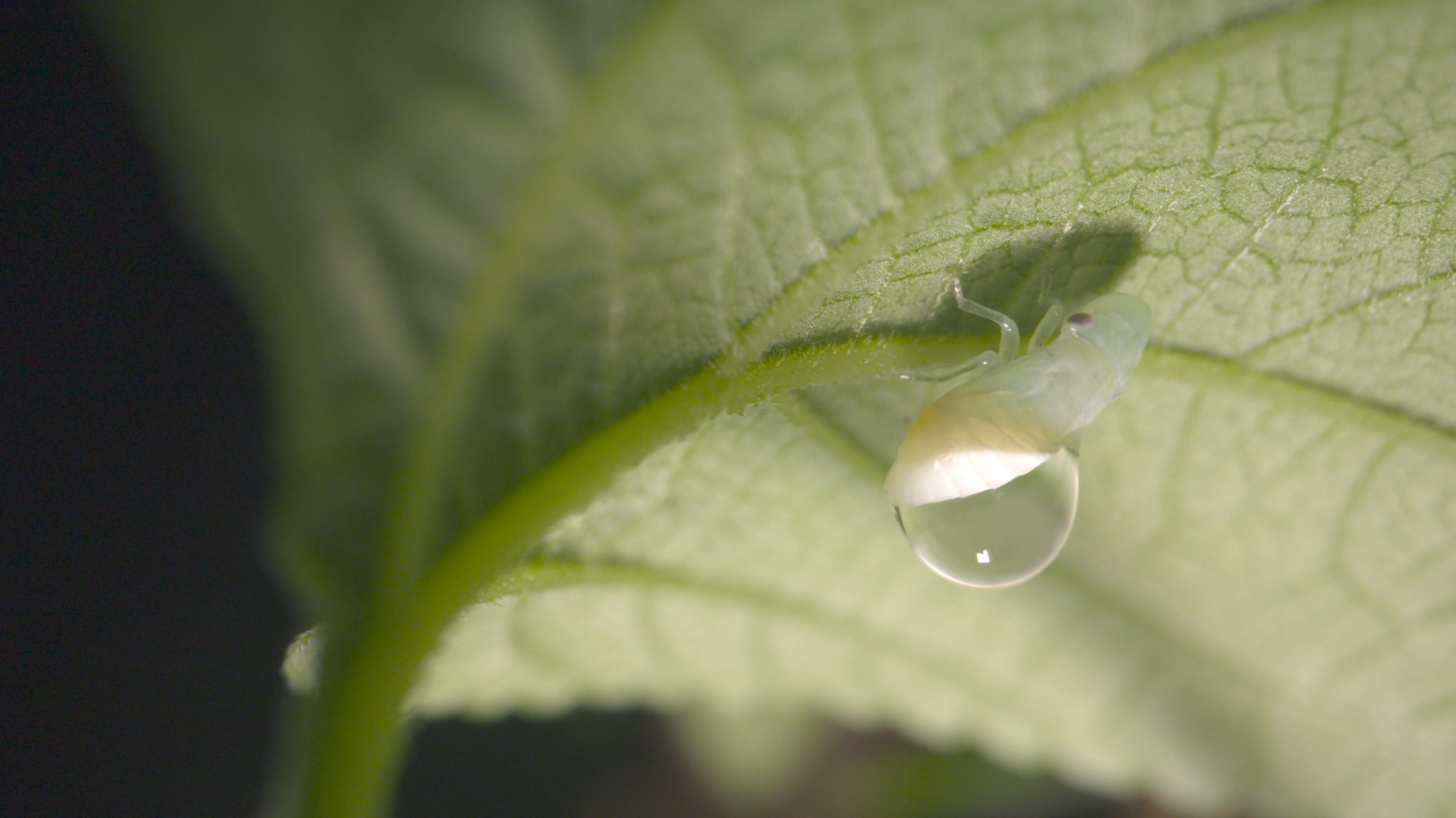 Story of the Tiny Series | Episode 2: Smart protection