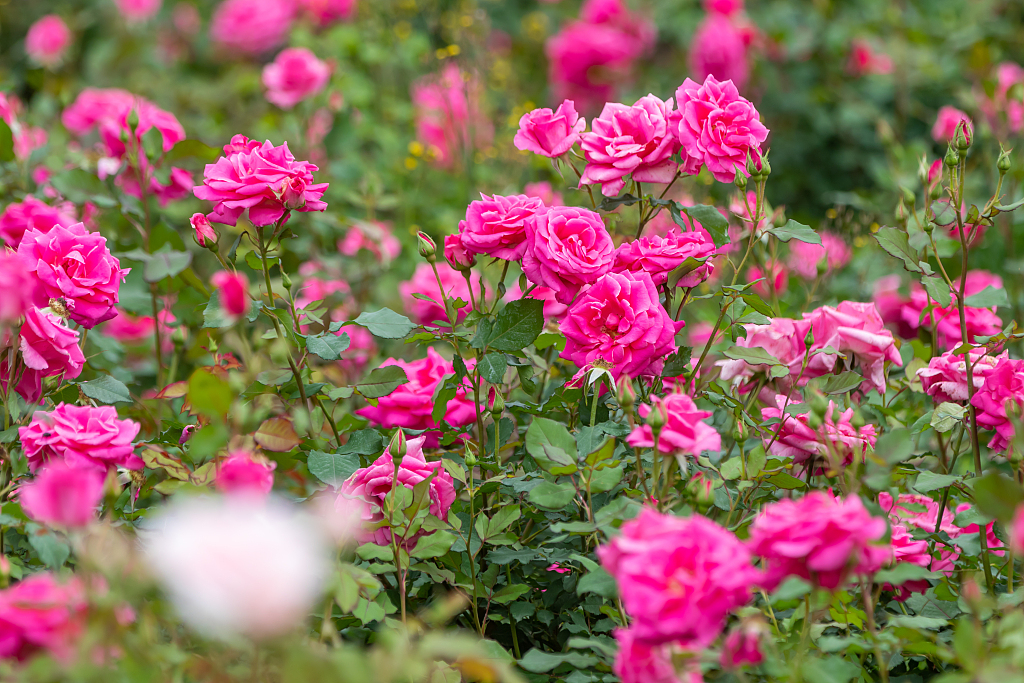 The annual exhibition of Chinese roses kicks off in Zhengzhou, Henan Province on May 6, 2023. /CFP