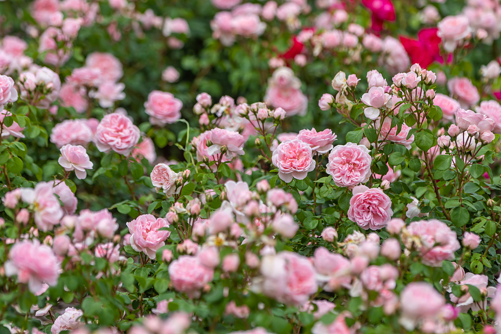 The annual exhibition on Chinese roses kicks off in Zhengzhou, Henan Province on May 6, 2023. /CFP