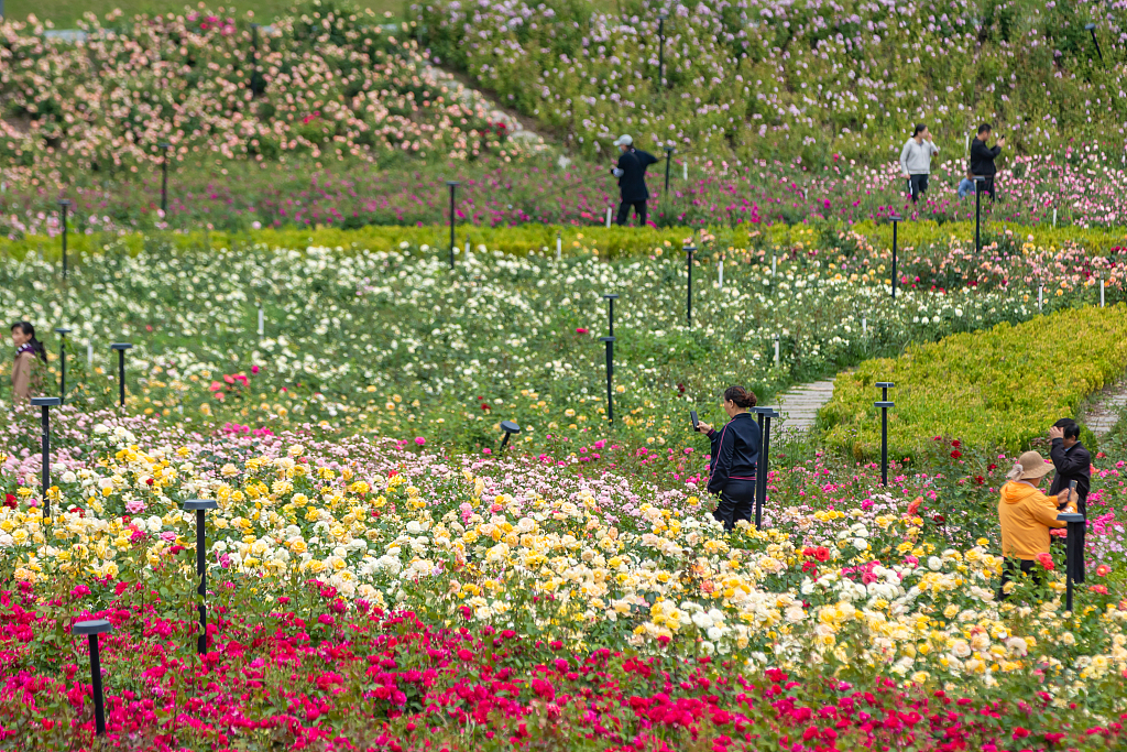 Visitors enjoy blooming Chinese roses at a park in Zhengzhou, Henan Province on May 6, 2023. /CFP