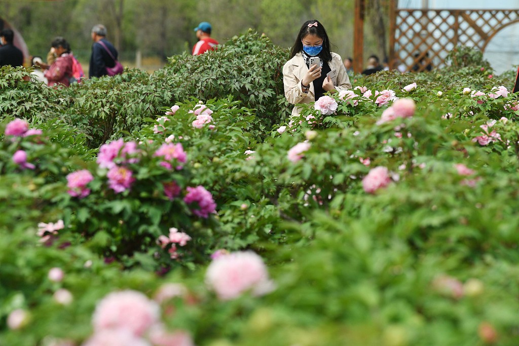Tourists visit a peony park in Beijing's Yanqing district on May 6, 2023. /CFP