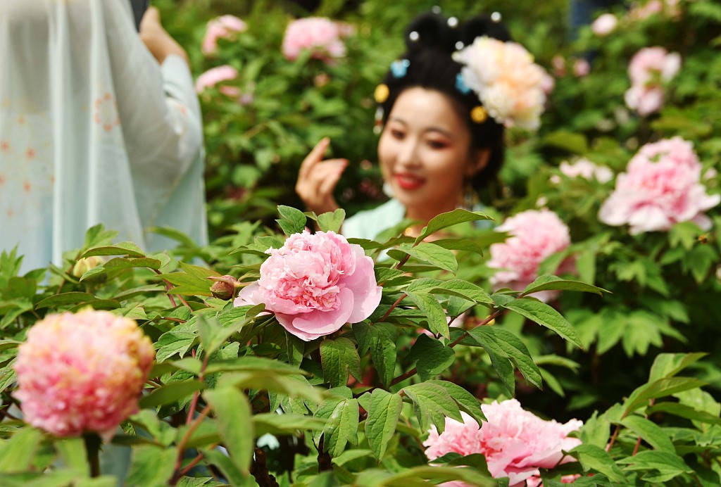 Tourists visit a peony park in Beijing's Yanqing district on May 6, 2023. /CFP