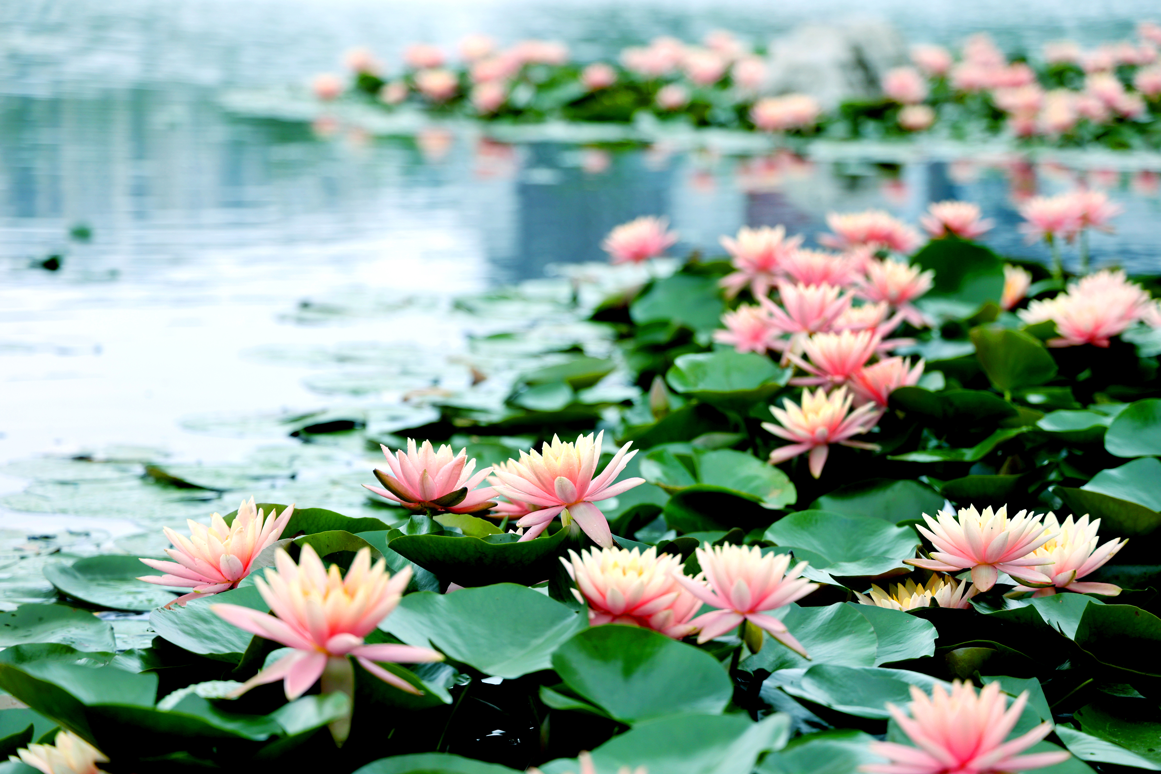 Lotus flowers enter blossoming season in Hangzhou City, Zhejiang Province. /CNSPHOTO