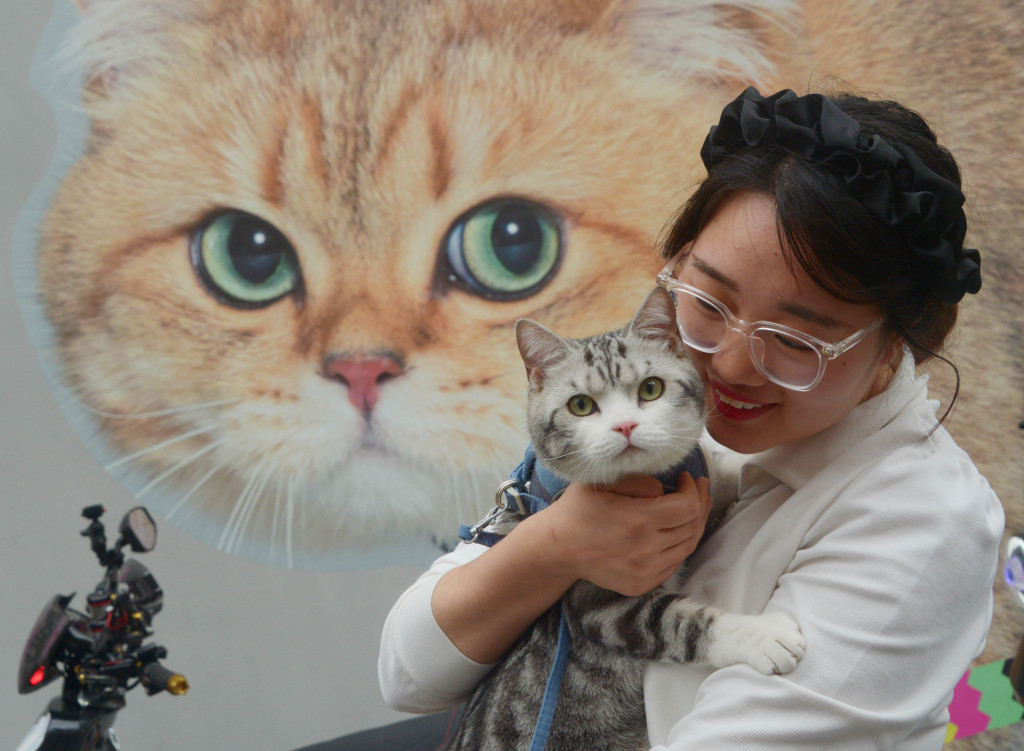 Cat-themed street paintings are photographed at a road in Shanghai on May 6, 2023. /CFP