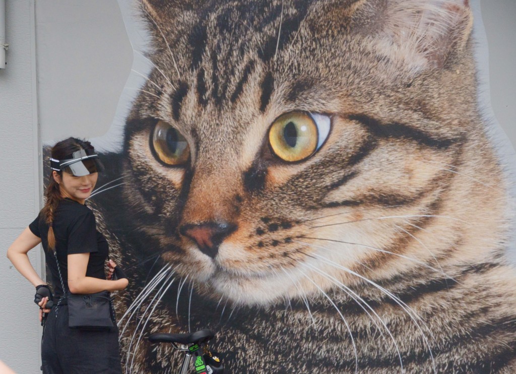 Cat-themed street paintings are photographed at a road in Shanghai on May 6, 2023. /CFP