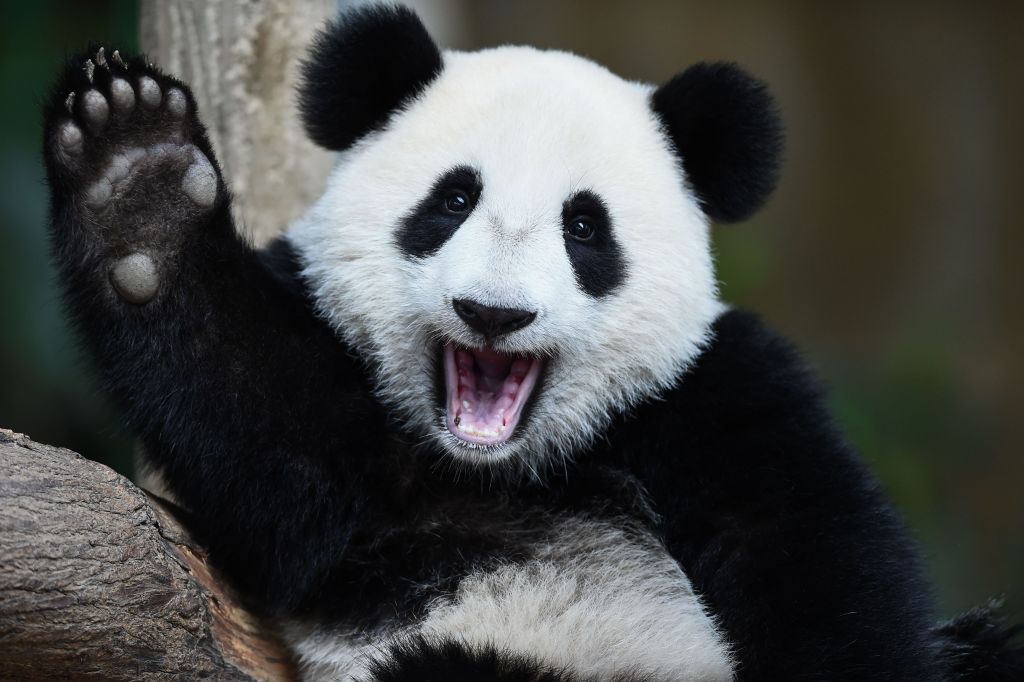 Nuan Nuan, a female giant panda cub, is photographed at Malaysia's National Zoo in Kuala Lumpur on August 23, 2016. /CFP