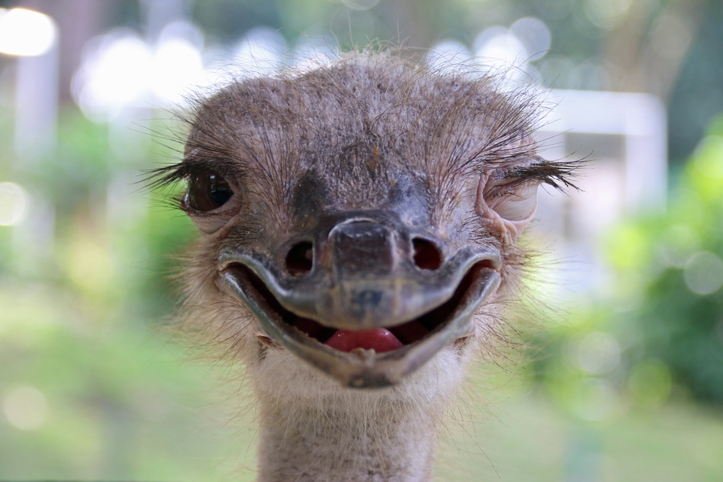 An ostrich gives a cheeky wink in Kuala Lumpur, Malaysia, in this undated photo. /CFP