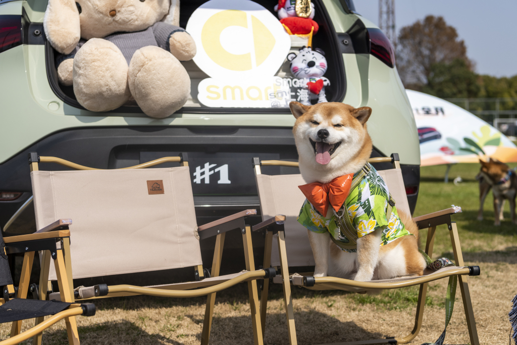 A shiba inu is photographed in Shanghai on March 5, 2023. /CFP