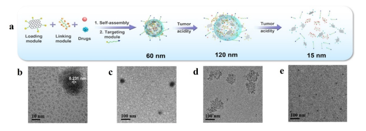 The tumor microenvironment guides the nanoparticles, GQD NT, to deform. /IAPMST