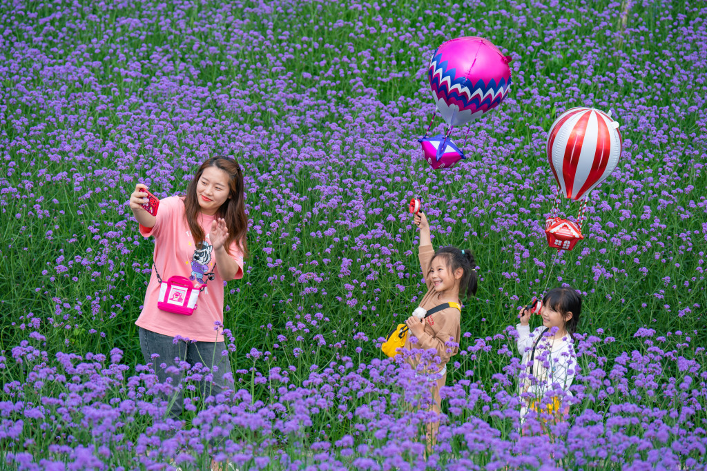 Tourists enjoy the blooming purple spikes of vervain blossoms in Chongqing on May 7, 2023. /CFP