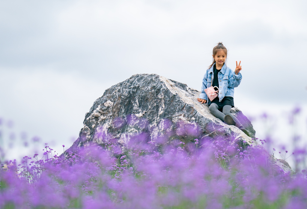 Tourists enjoy the blooming purple spikes of vervain blossoms in Chongqing on May 7, 2023. /CFP