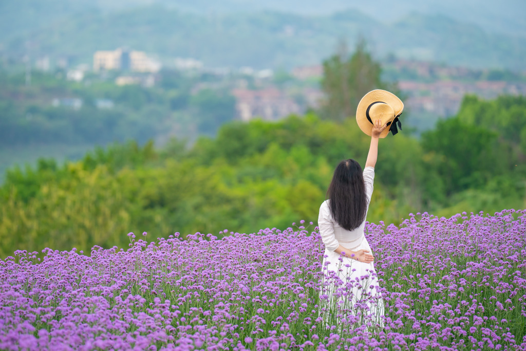 Tourists enjoy the blooming purple spikes of vervain blossoms in Chongqing on May 7, 2023. /CFP