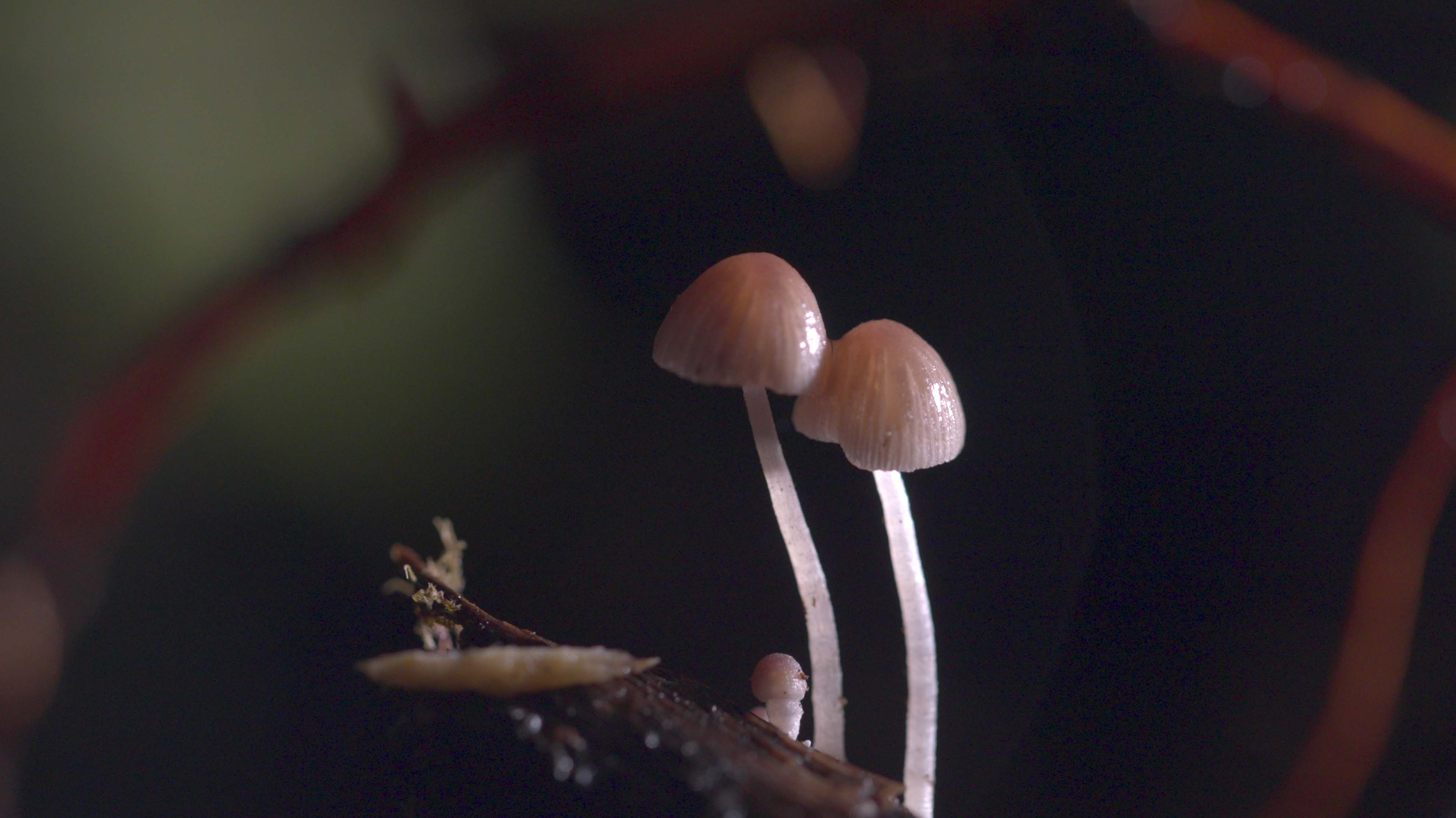 Story of the Tiny Series | Episode 4: The unknown