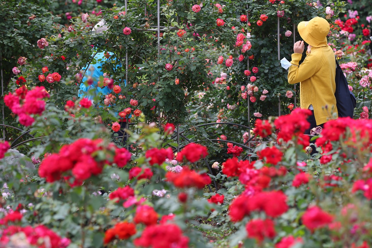 Tourists enjoy Chinese roses at Xuanwu Lake Park in Nanjing, east China's Jiangsu, on May 8, 2023. /CNSPHOTO