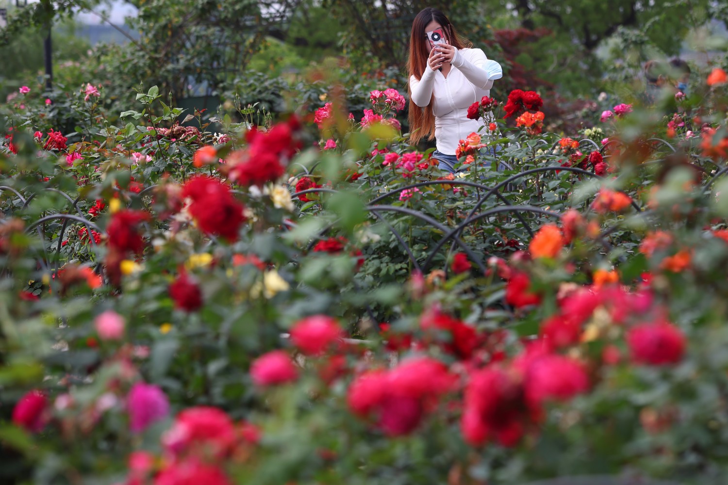 Tourists enjoy Chinese roses at Xuanwu Lake Park in Nanjing, east China's Jiangsu, on May 8, 2023. /CNSPHOTO