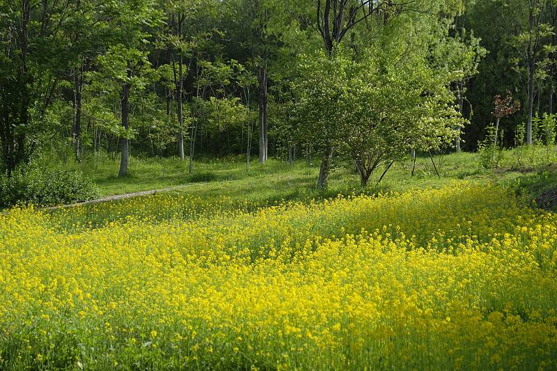 Blossoming rape flowers are shown at the Olympic Forest Park in Beijing on May 8, 2023. /CFP