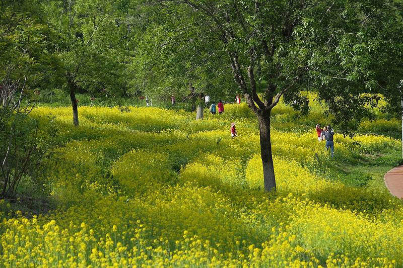 Blossoming rape flowers are shown at the Olympic Forest Park in Beijing on May 8, 2023. /CFP