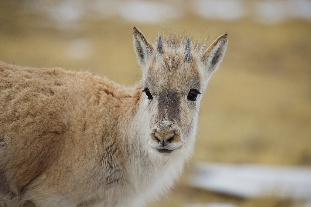 A juvenile Tibetan antelope forages in Hoh Xil National Nature Reserve, March 25, 2023. /CFP