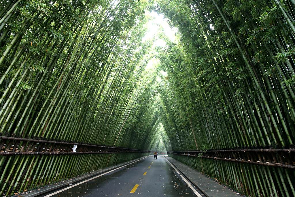The photo, taken on May 9, 2023, shows a bamboo-lined road at a residential community in Xi'an, northwest China's Shaanxi. /CFP