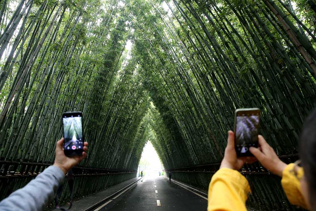 Visitors take photos of a bamboo-lined road at a residential community in Xi'an, northwest China's Shaanxi, on May 9, 2023. /CFP
