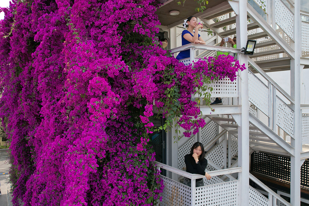 Bougainvillea vines hang from the side of a building in Kunming, Yunnan Province, on May 9, 2023. /CFP