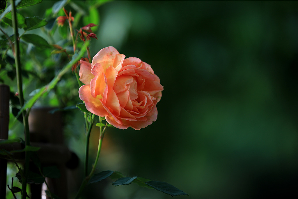 A Chinese rose is in full bloom at a garden in Huai'an in east China's Jiangsu on May 9, 2023. /CFP