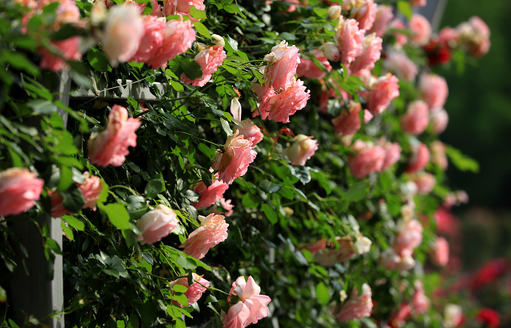 Chinese roses are seen in full bloom at a garden in Huai'an, east China's Jiangsu, on May 9, 2023. /CFP
