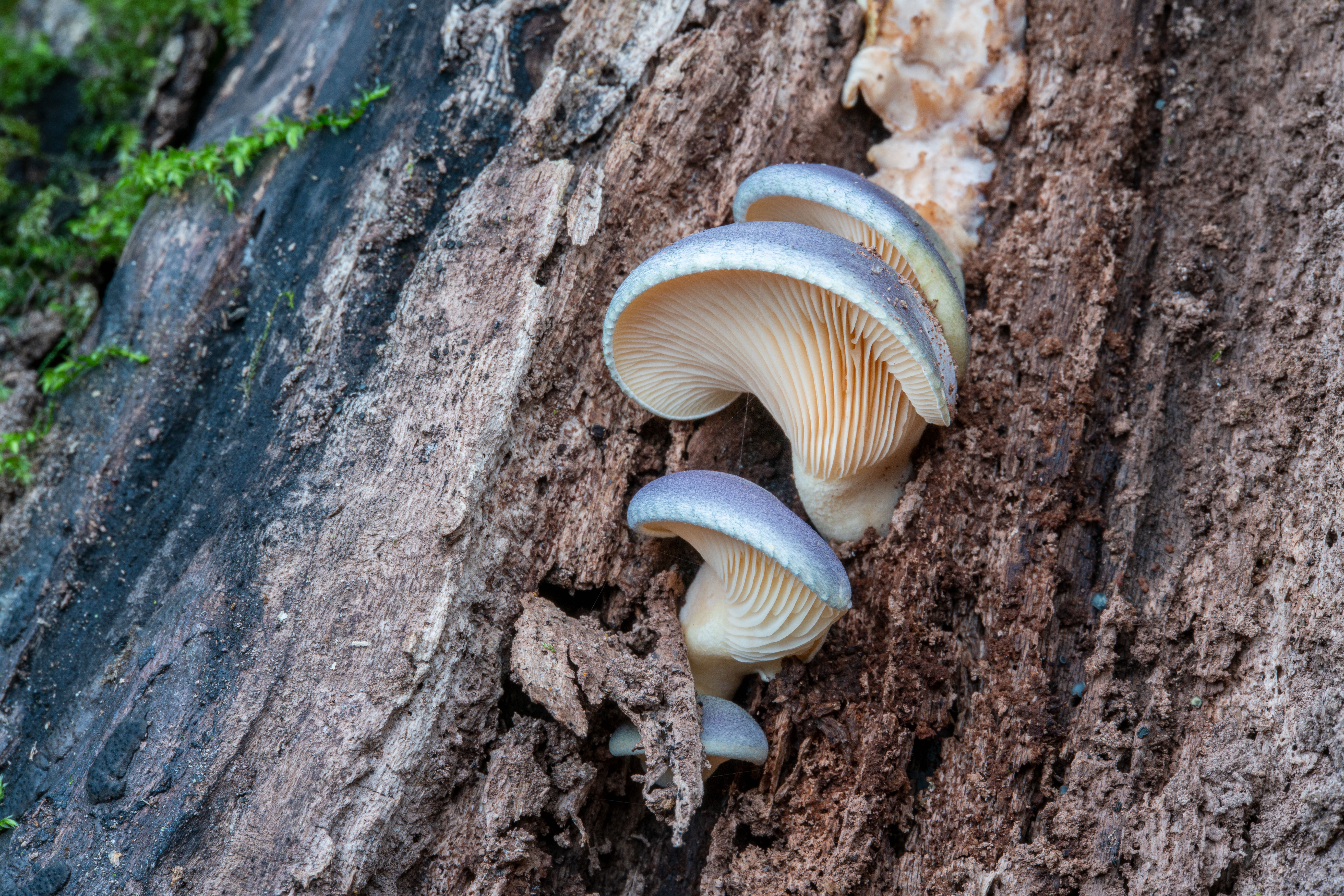 New fungus species found in E China's national park