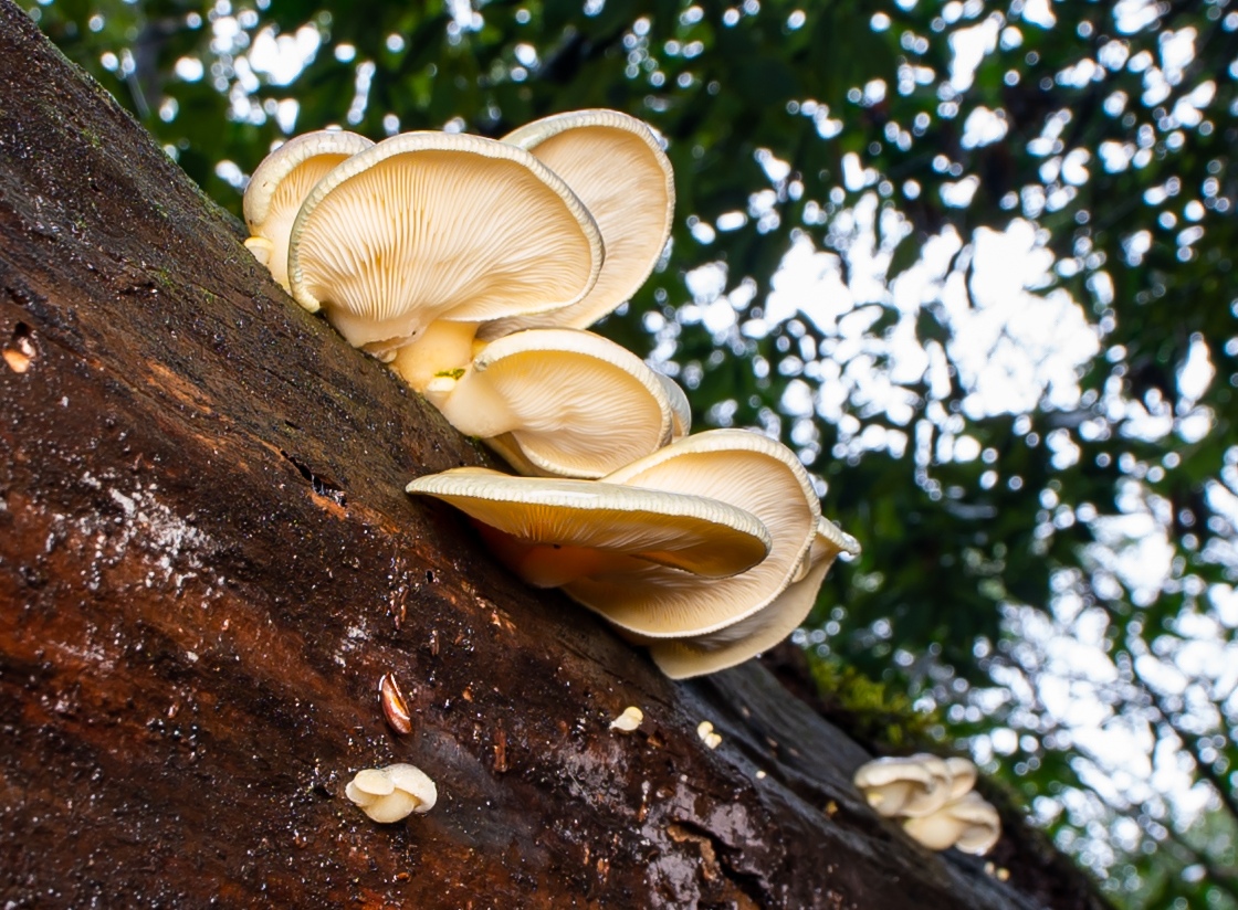 New fungus species found in E China's national park