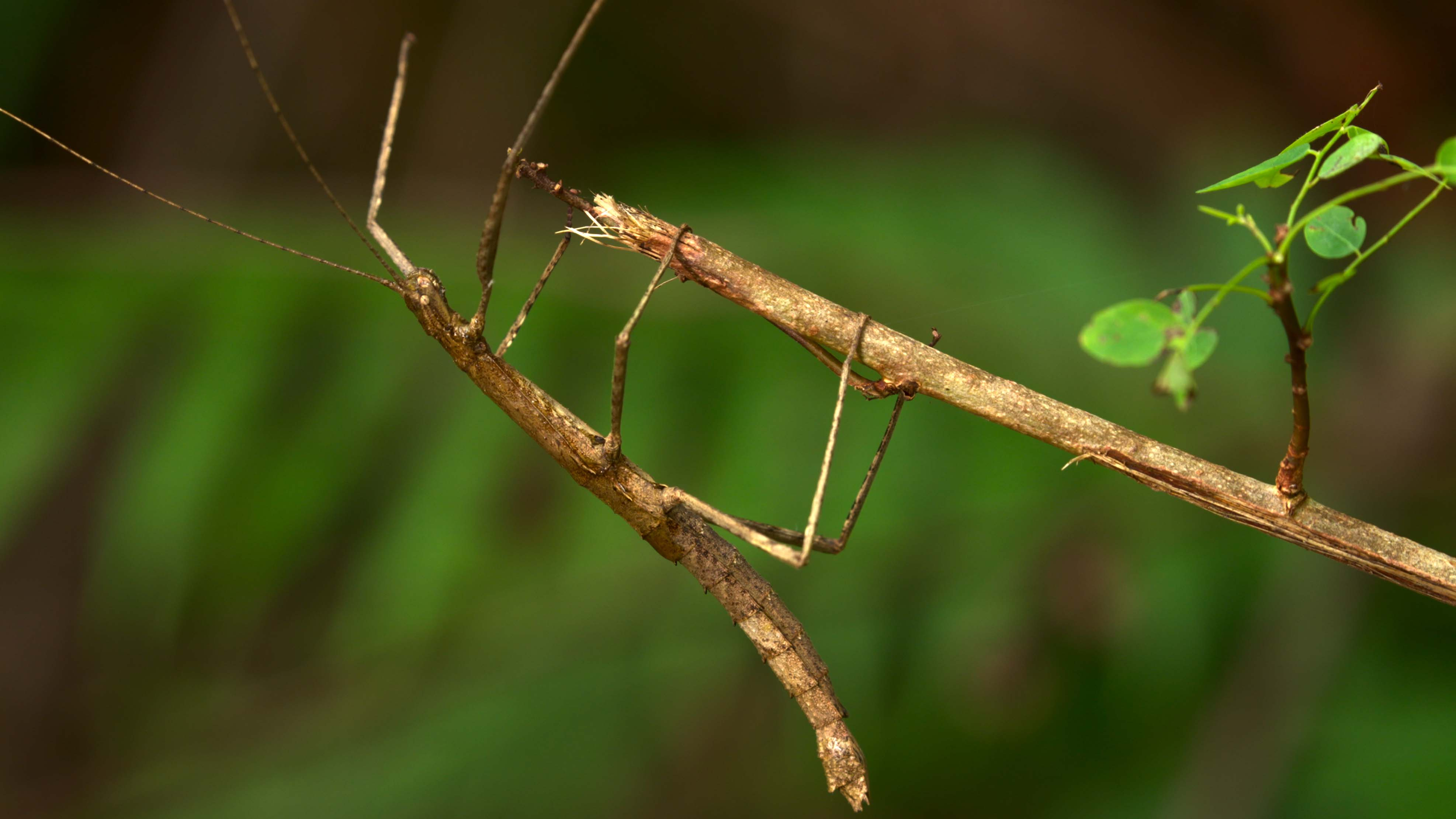 Story of the Tiny Series | Episode 6: Find me if you can