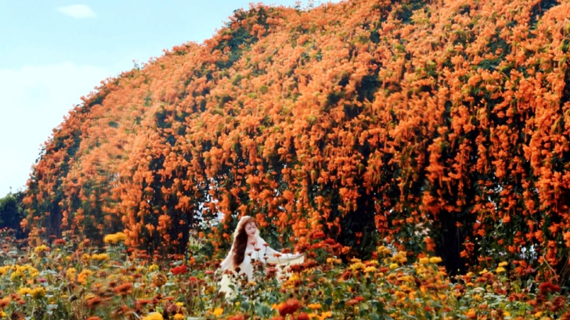 Lush flame vines form a stunning waterfall of flowers