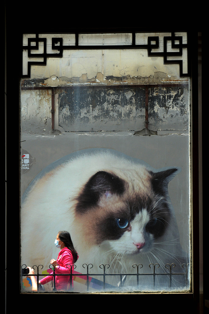 A road in Shanghai becomes a huge source of entertainment for cat lovers and photo hobbyists. /CFP