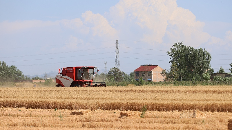 Live: 'Three Summer' wheat harvest kicks off in China's different provinces