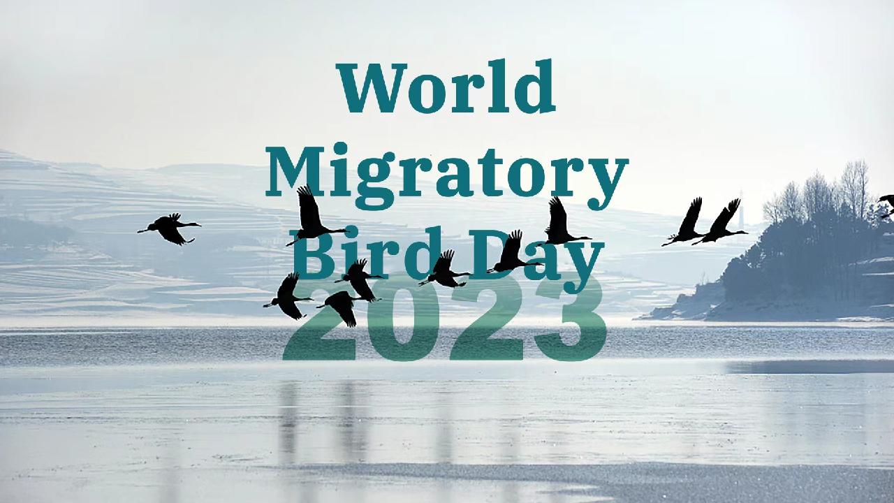 World Migratory Bird Day 2023 - CGTN