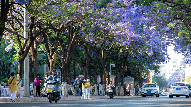 Live: Bloom of the Jacaranda in southwest China's Kunming