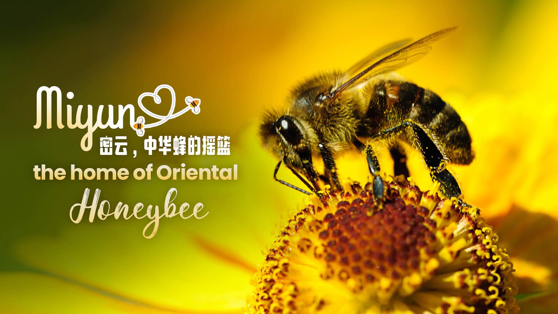 Miyun, the home of the Oriental Honeybee
