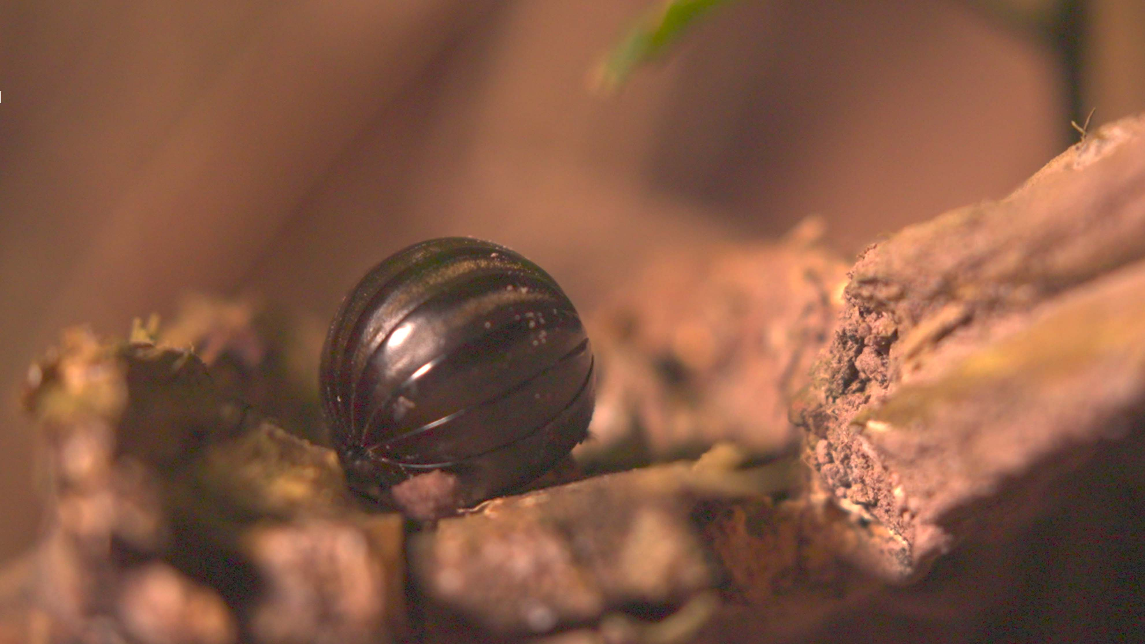 Story of the Tiny Series | Episode 10: From death to life