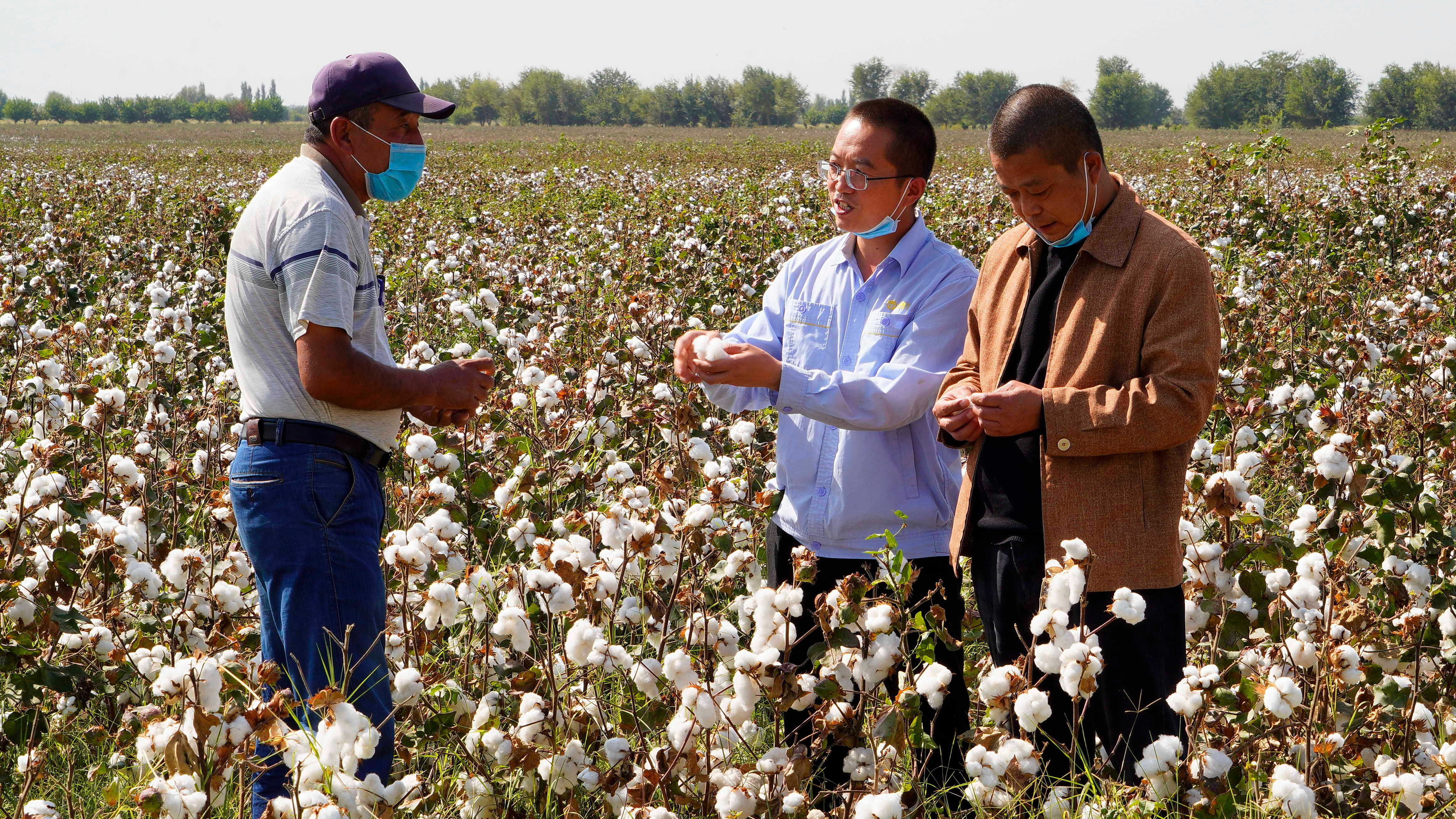 Chinese experts exchange cotton planting experience with local farmers in Uzbekistan, 2020. /Photo provided by Yang Kaiwen