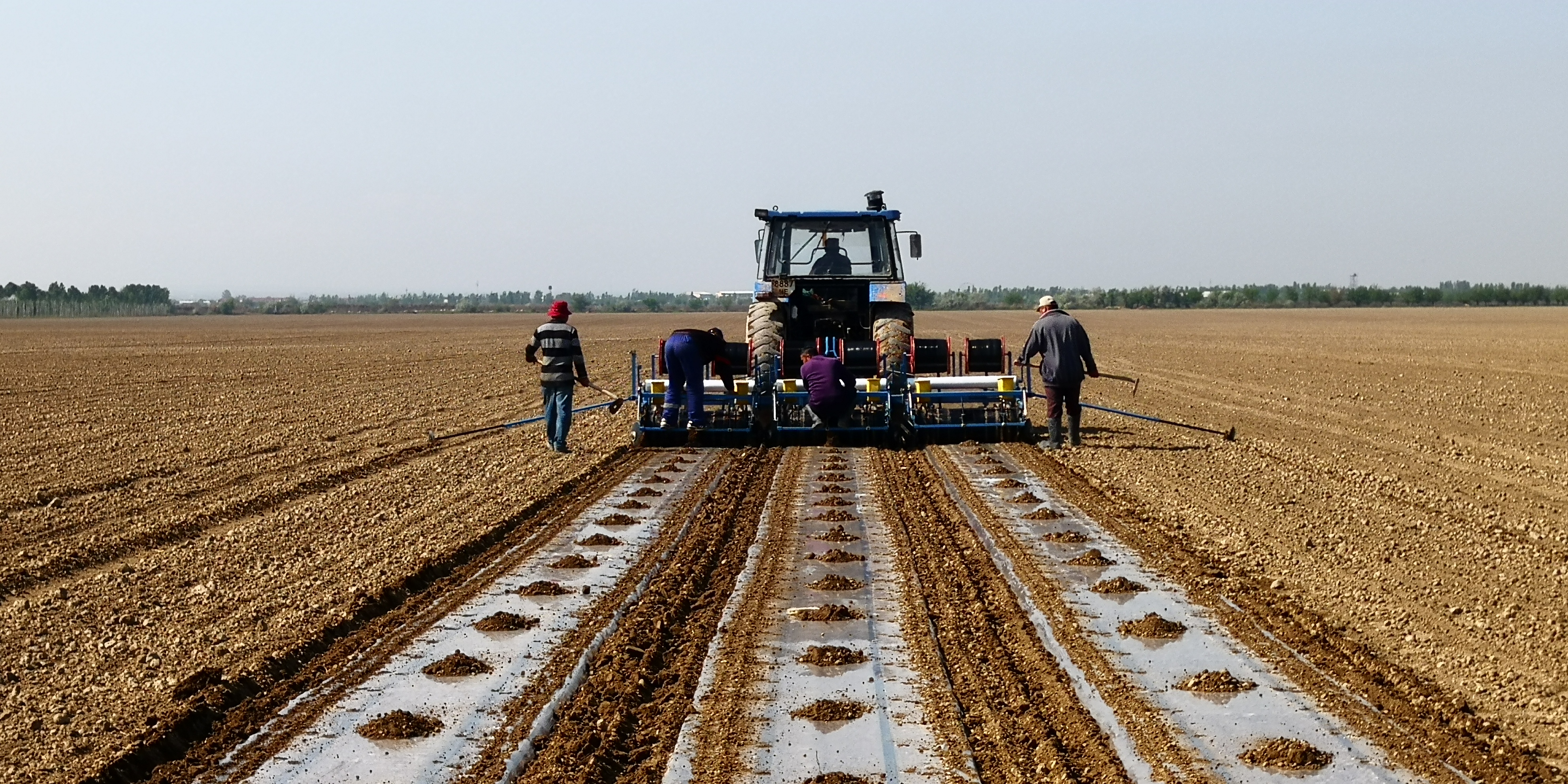 Local farmers grow cotton on China's demonstration farm with an area of 120 hectares in Uzbekistan, 2020. /Photo provided by Yang Kaiwen