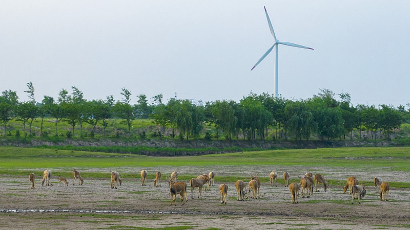 A wetland in Yancheng City, Jiangsu Province, China, May 15, 2023. /CFP