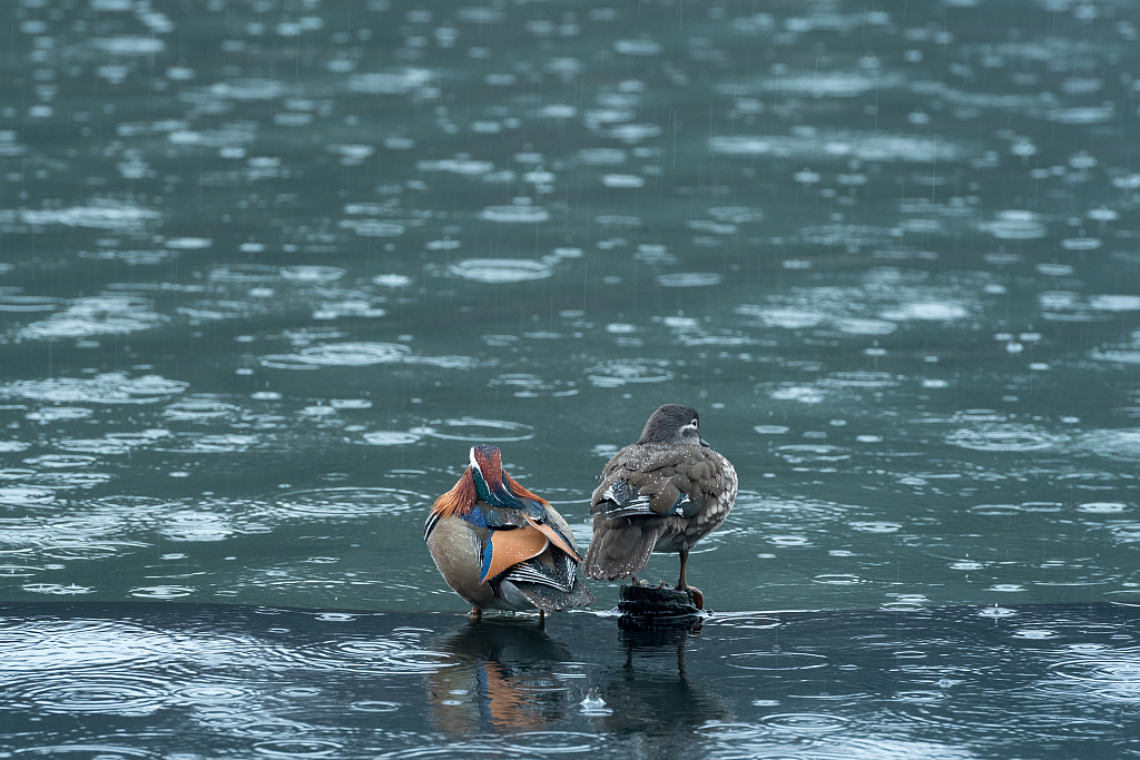 Mandarin ducks in the rain of West Lake. /VCG