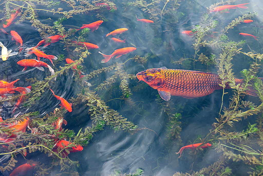 Fish in the West Lake. /VCG