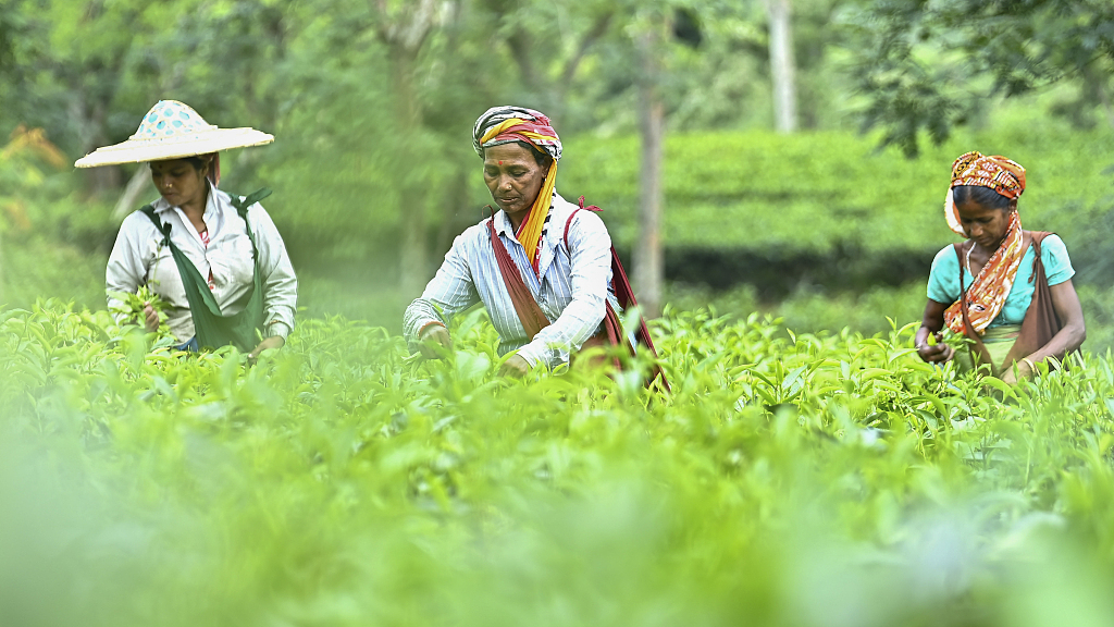 Farmers pick tea leaves in India