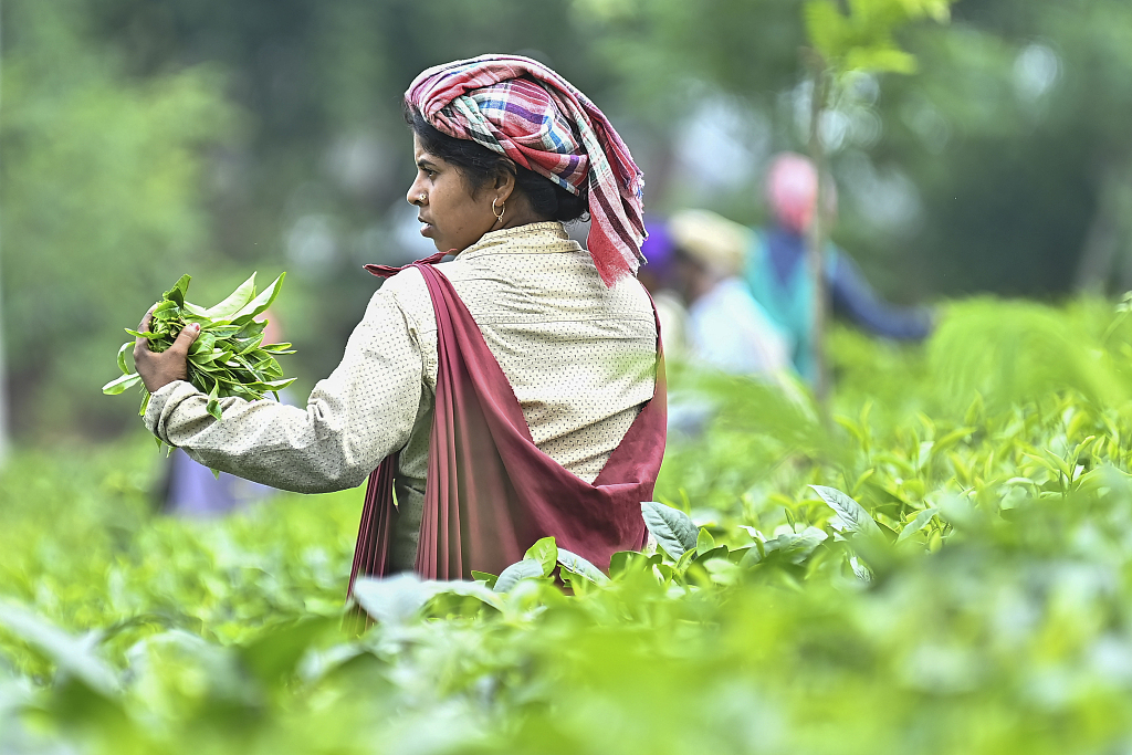Tea farmers pick tea leaves on the outskirts of Agartala in Tripura, India on May 1, 2023. /CFP