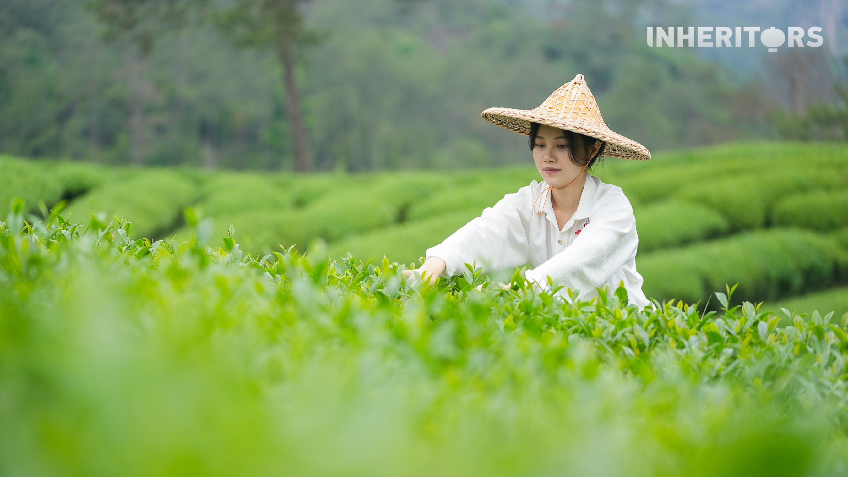 A view of the tea-picking season in the Wuyi Mountains, Fujian province. /CGTN