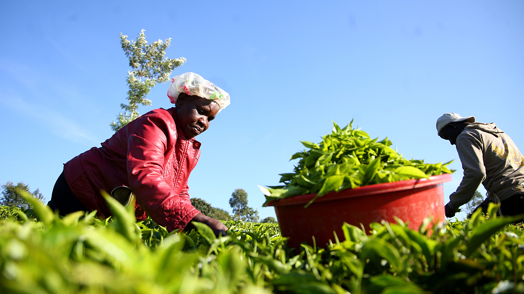 Farmers handpick tea leaves in a field in Kericho, Kenya on August 19, 2022. /CFP