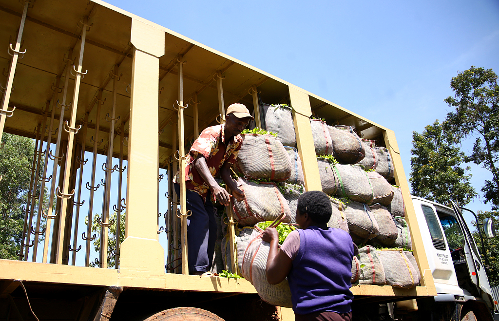 Farmers load harvested tea leaves onto trucks at a tea field in Kericho, Kenya on August 19, 2022. /CFP
